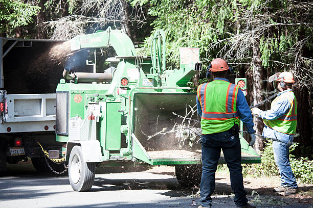 Best Tree Trimming and Pruning  in Boyes Hot Springs, CA